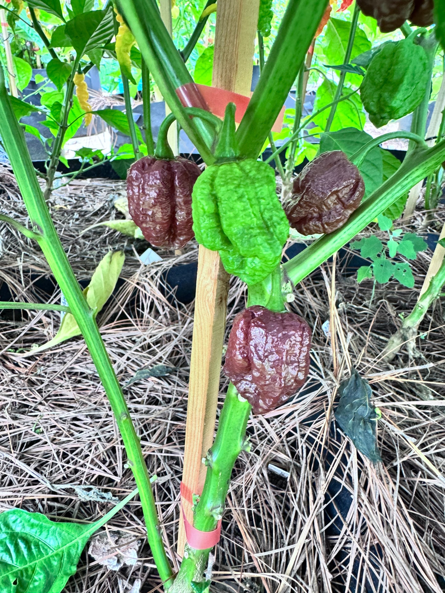 Chocolate Moruga Scorpion