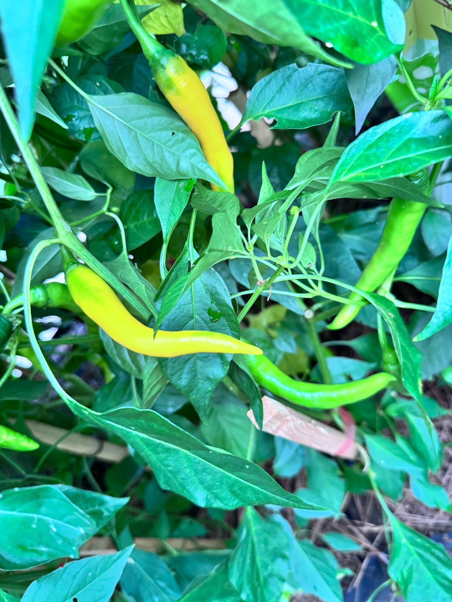 Golden Cayenne