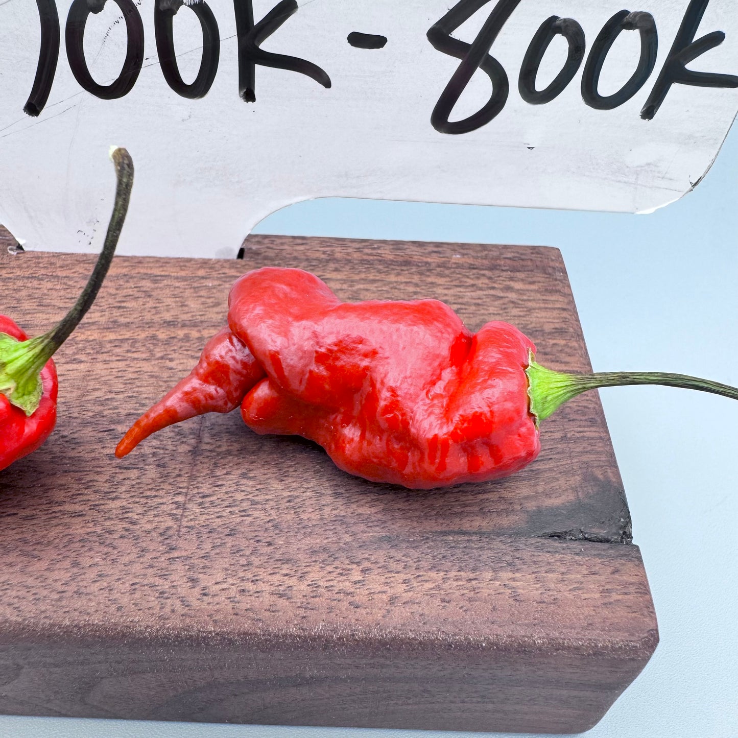 Trinidad Scorpion Brown Viper
