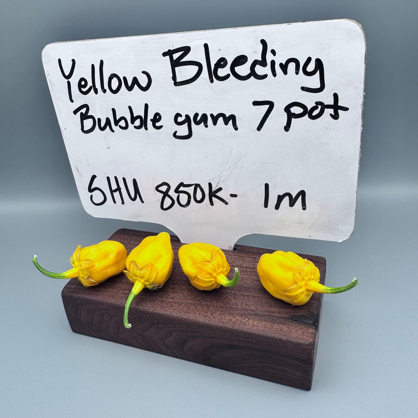 Yellow Bleeding Bubblegum 7 pot