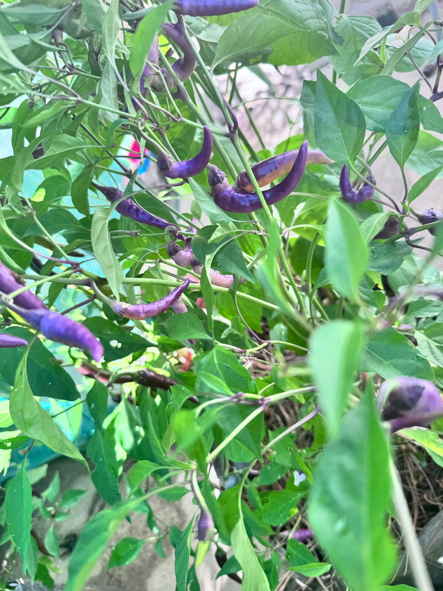 Buena Mulata