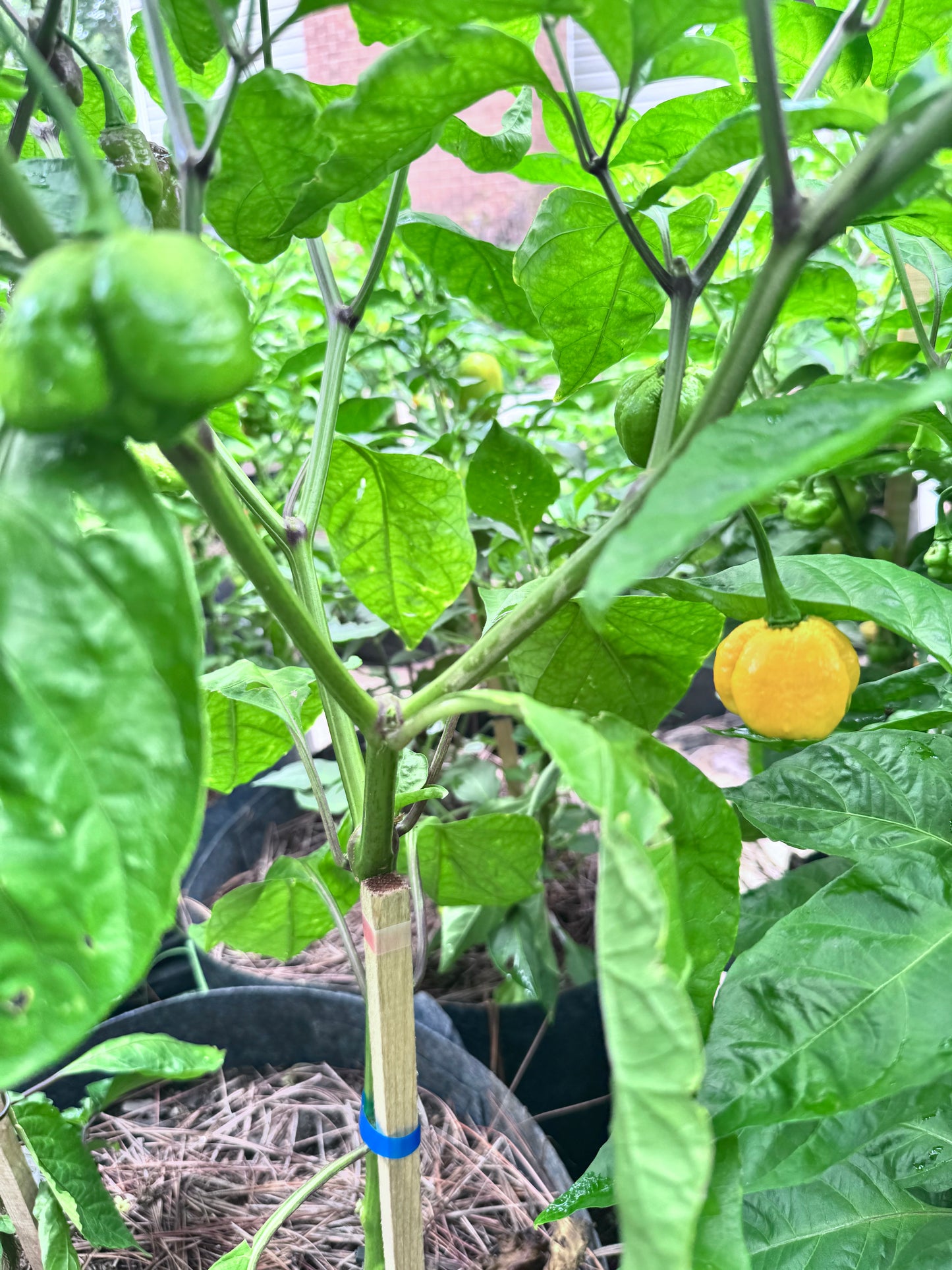 Massive Yellow Moruga