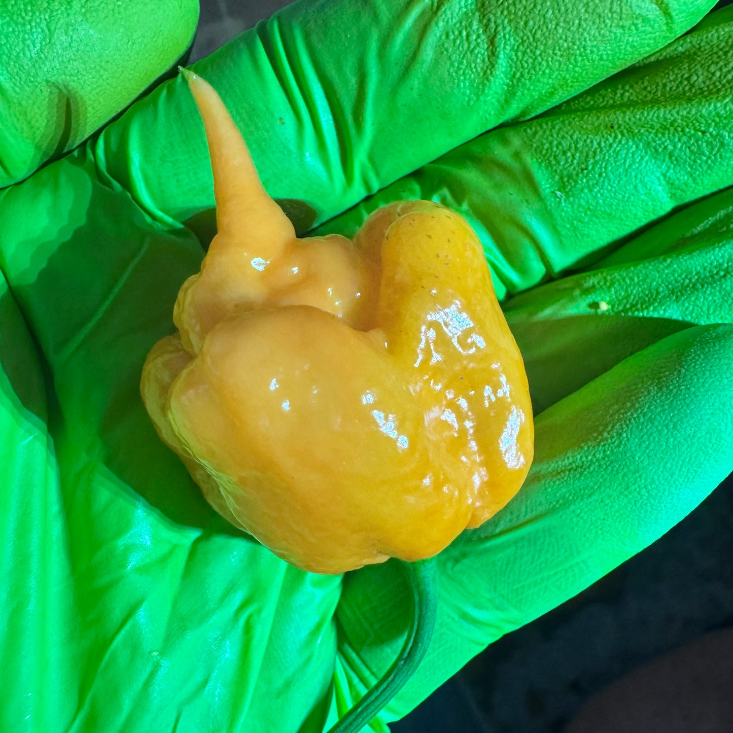 California Peach Reaper