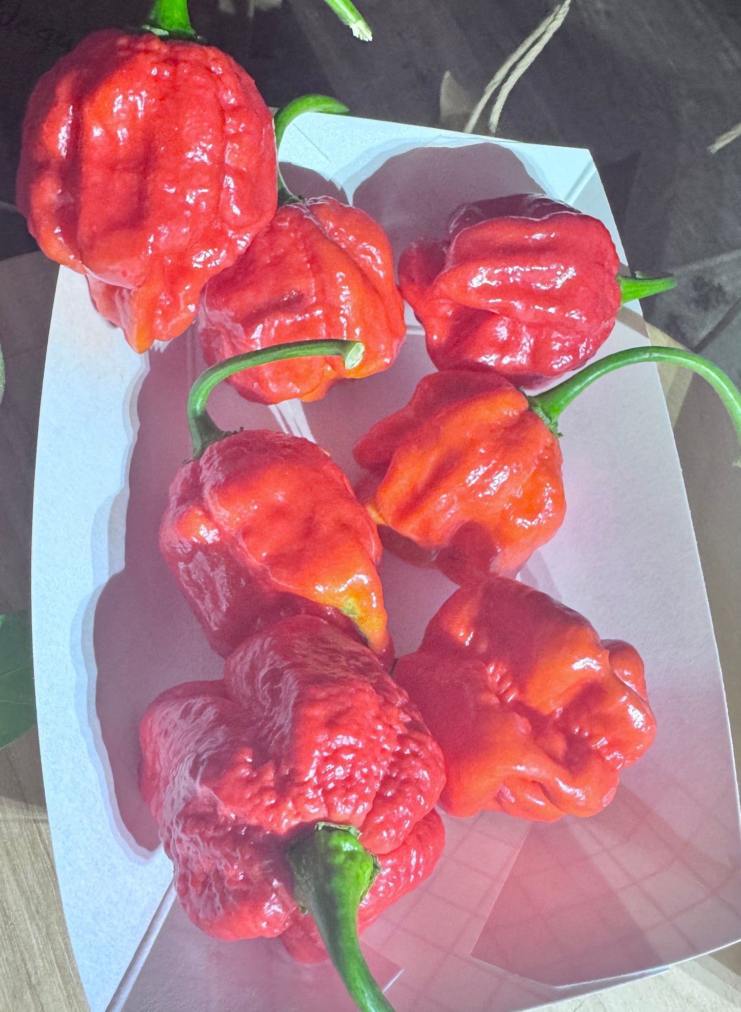 Carolina Reaper