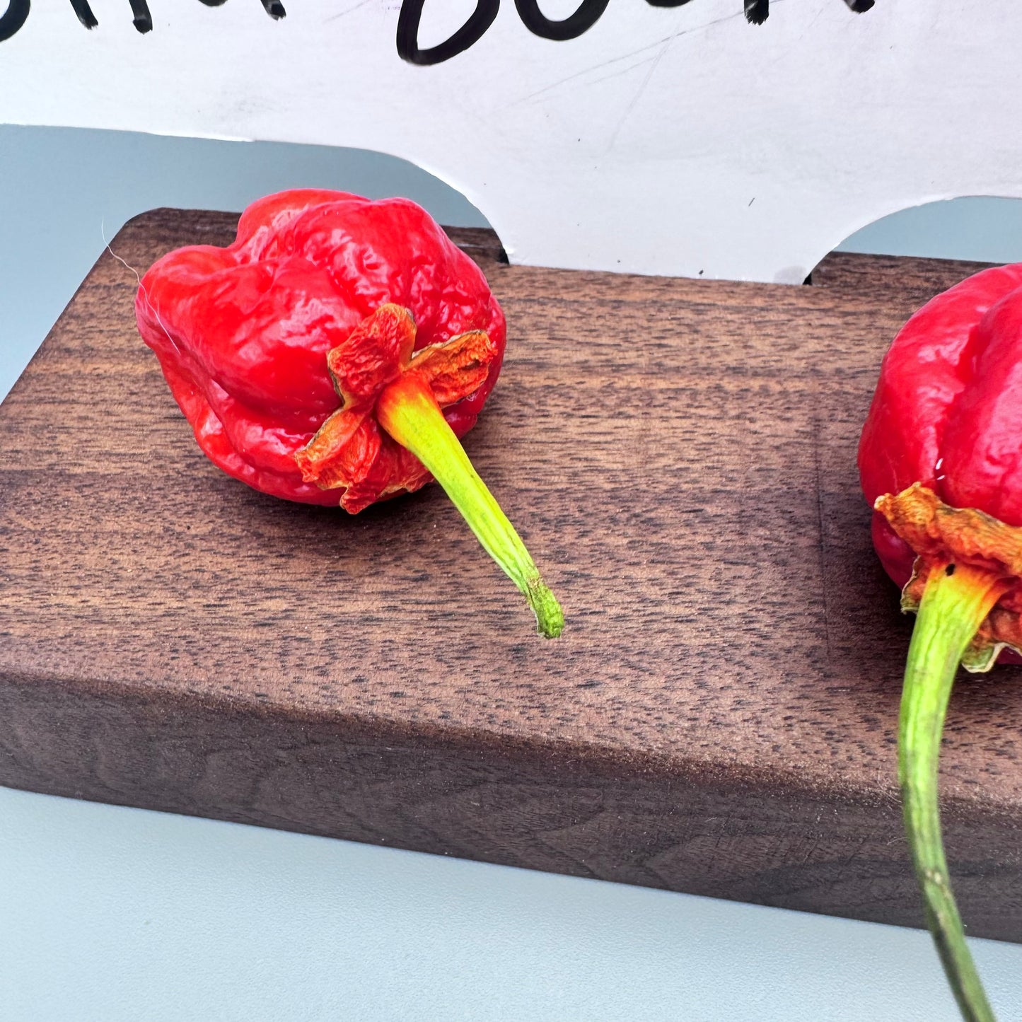 Bleeding Bubblegum 7 pot