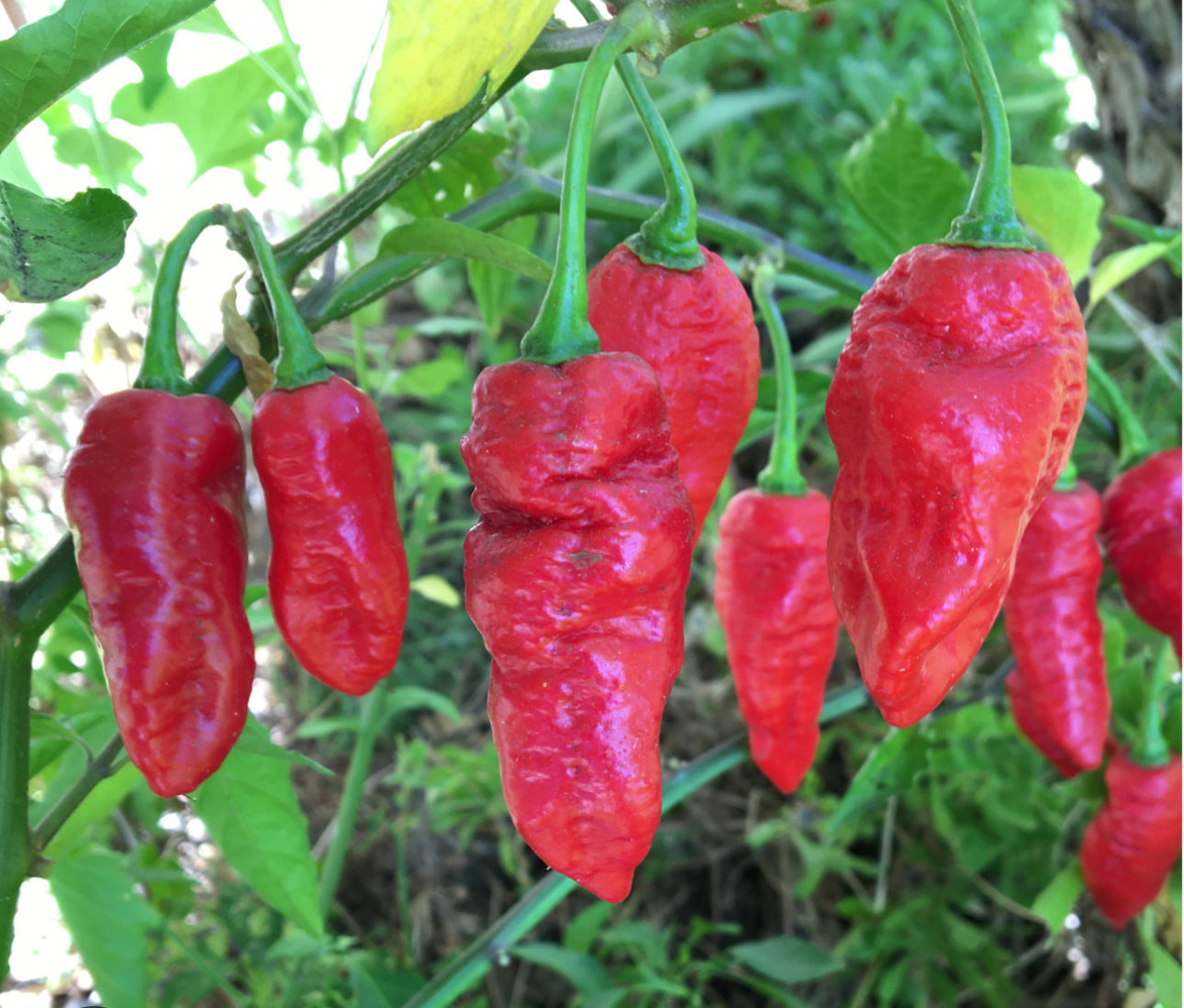Red Ghost (Bhut Jolokia)