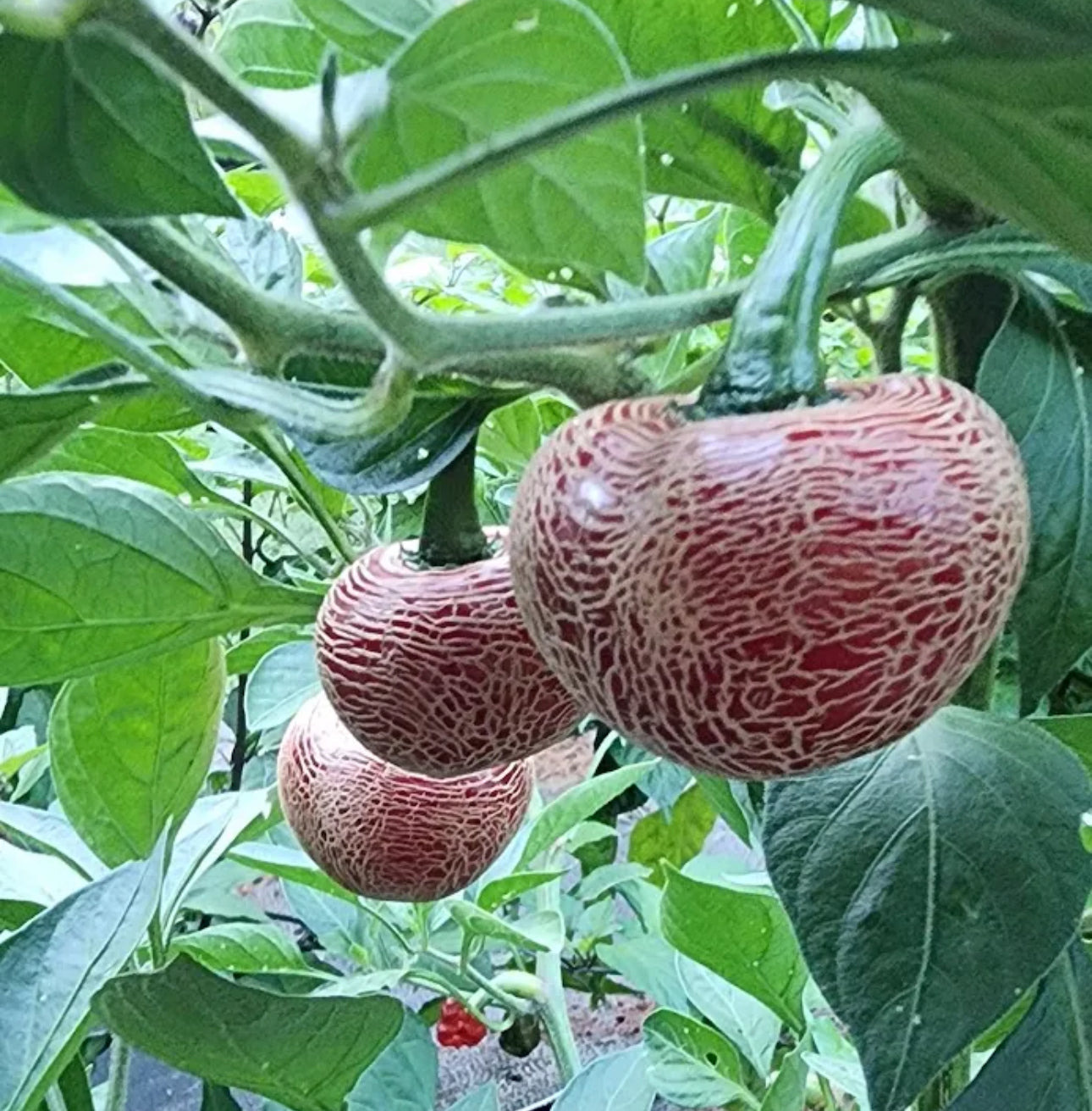 Jalapeno Dieghito
