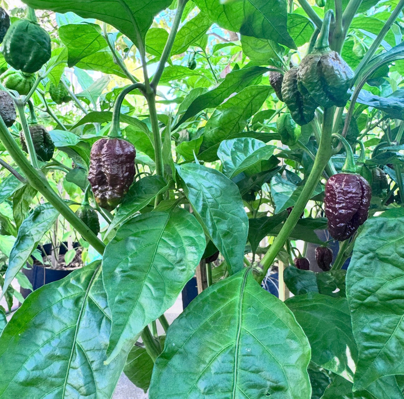 Chocolate Death Spiral