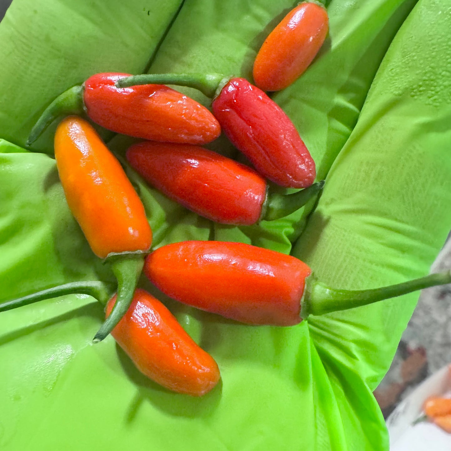 Aji long Red Charapita