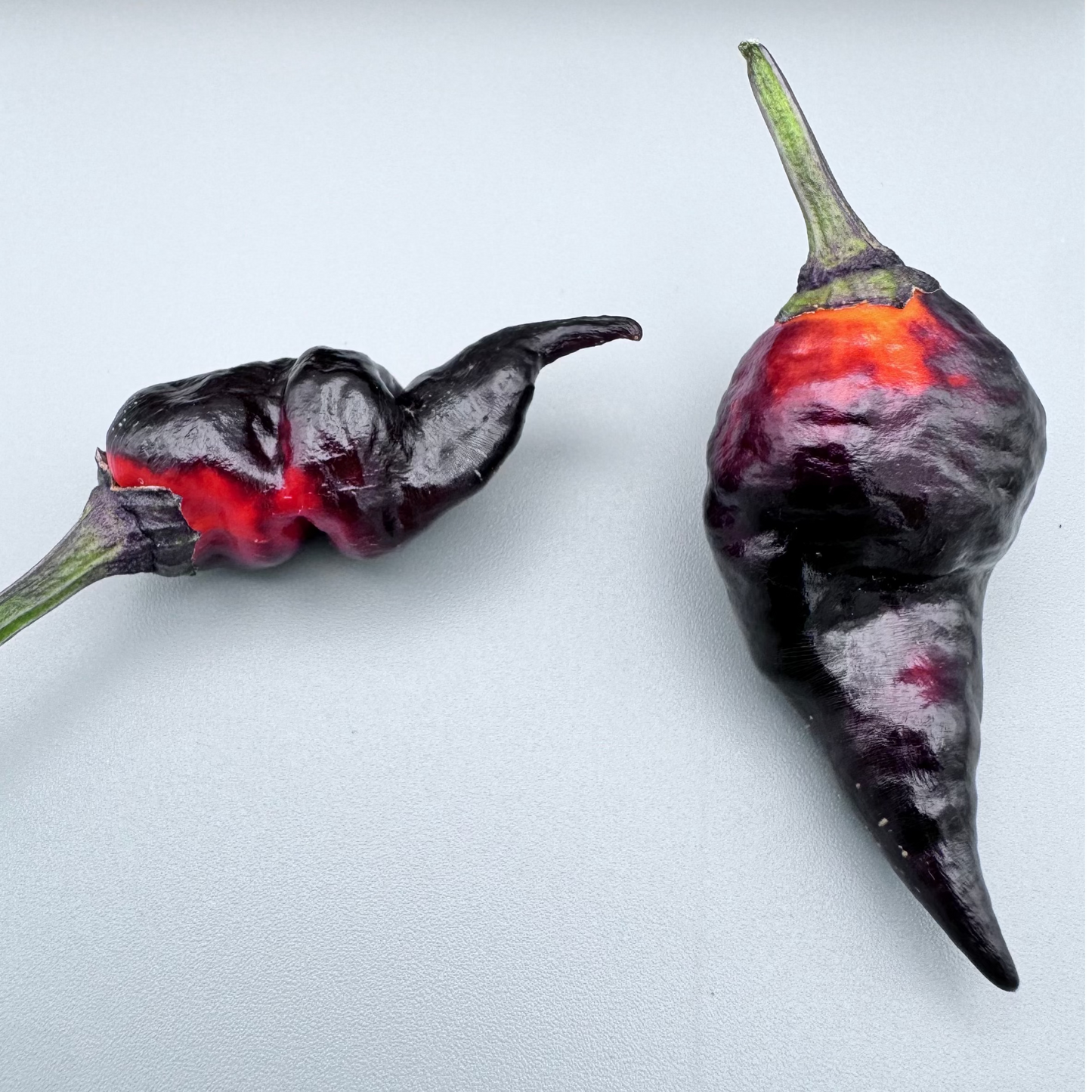 Purple Comstock