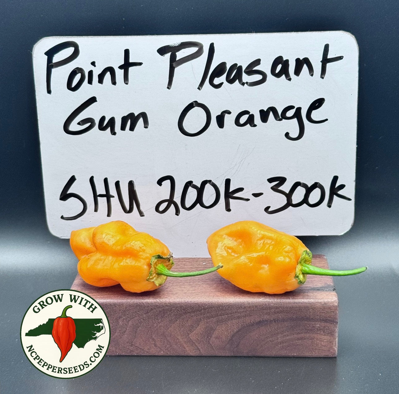 Point Pleasant Gum Orange