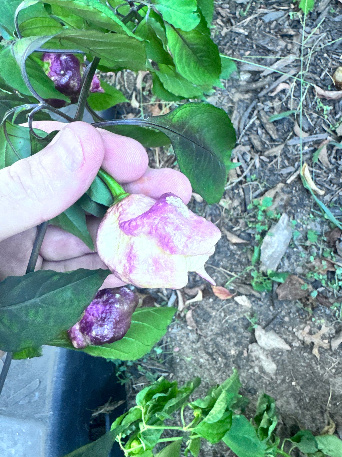 Snow White
Moruga Scorpion #127