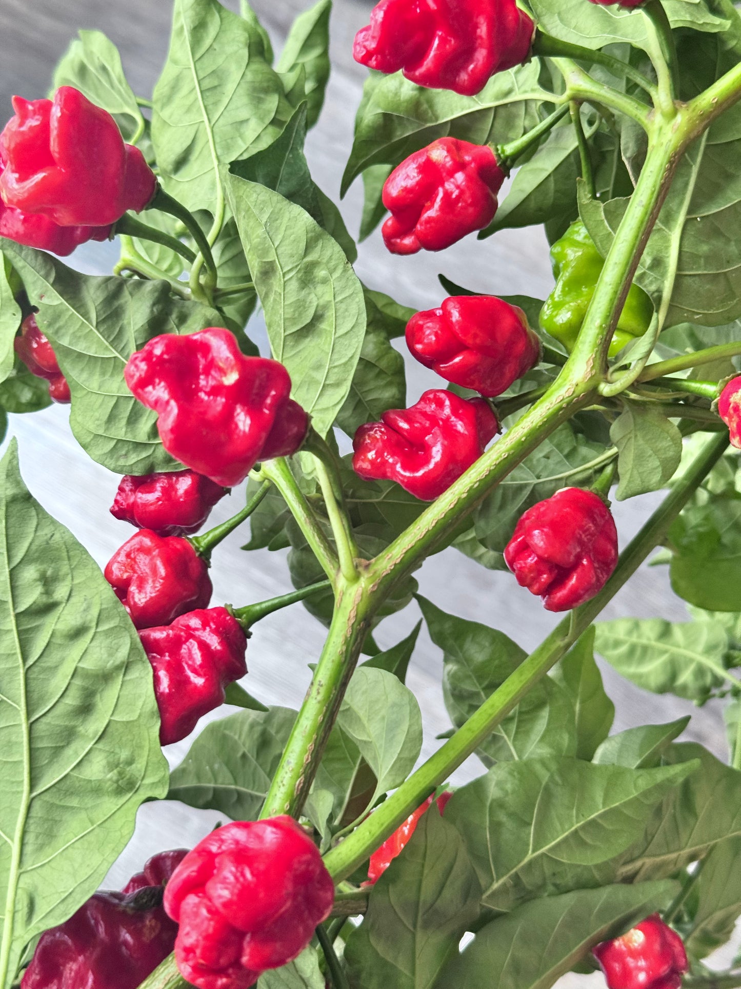 Aji Moruga