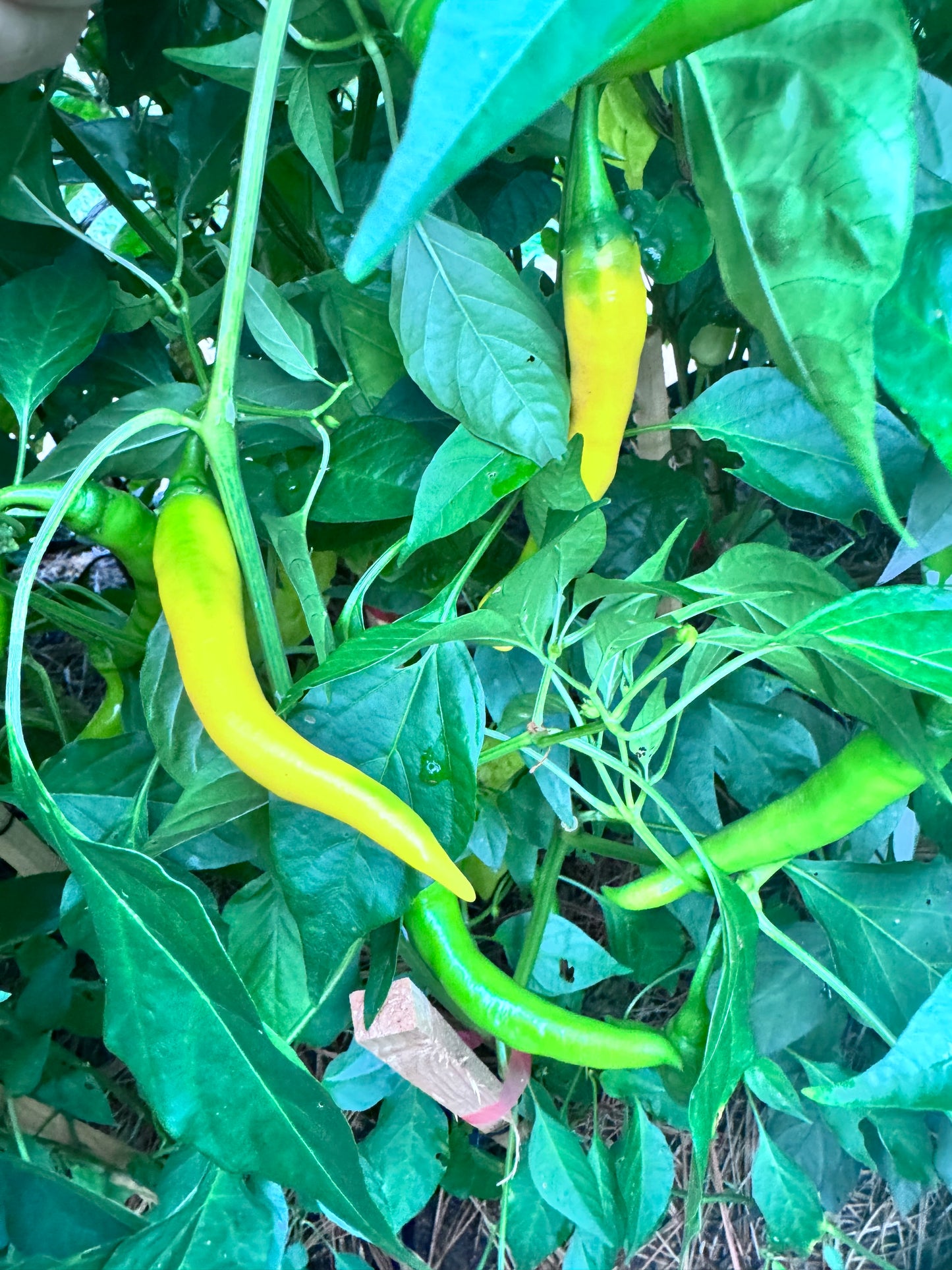 Golden Cayenne