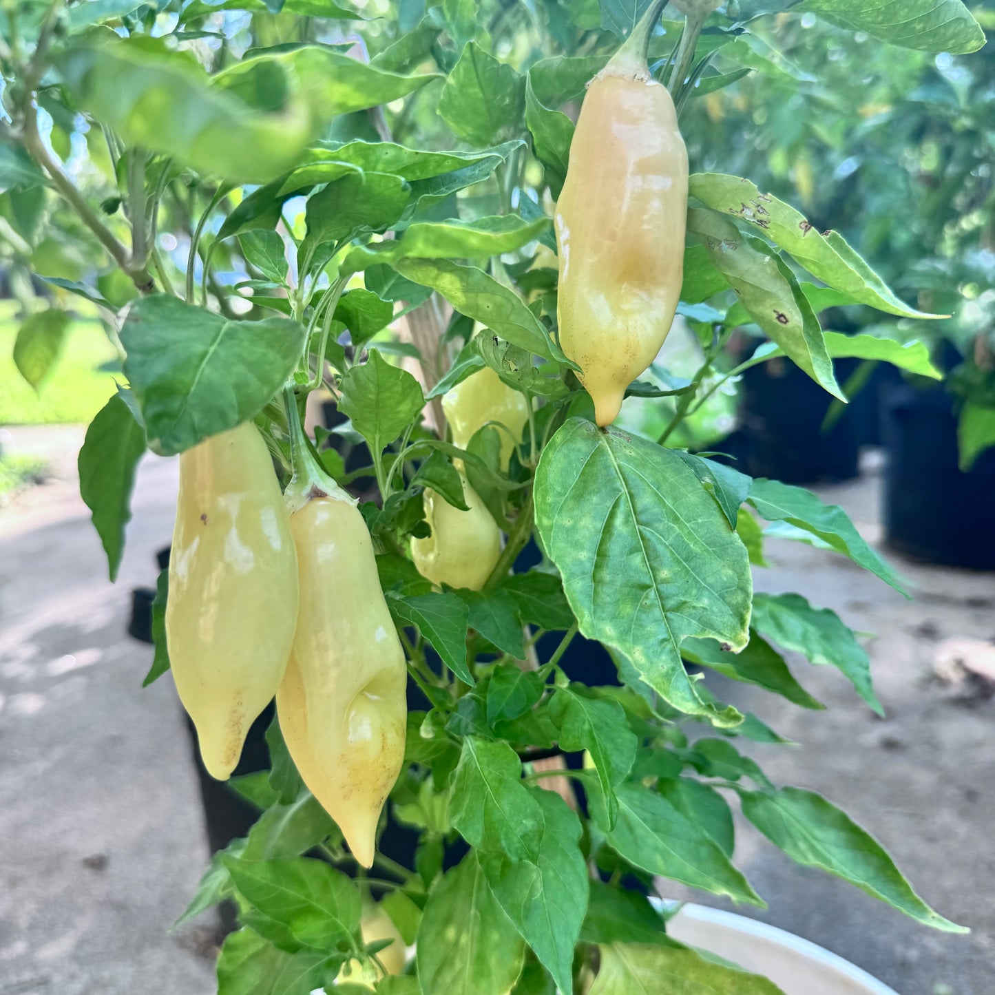 Peach Sugar Rush Suave