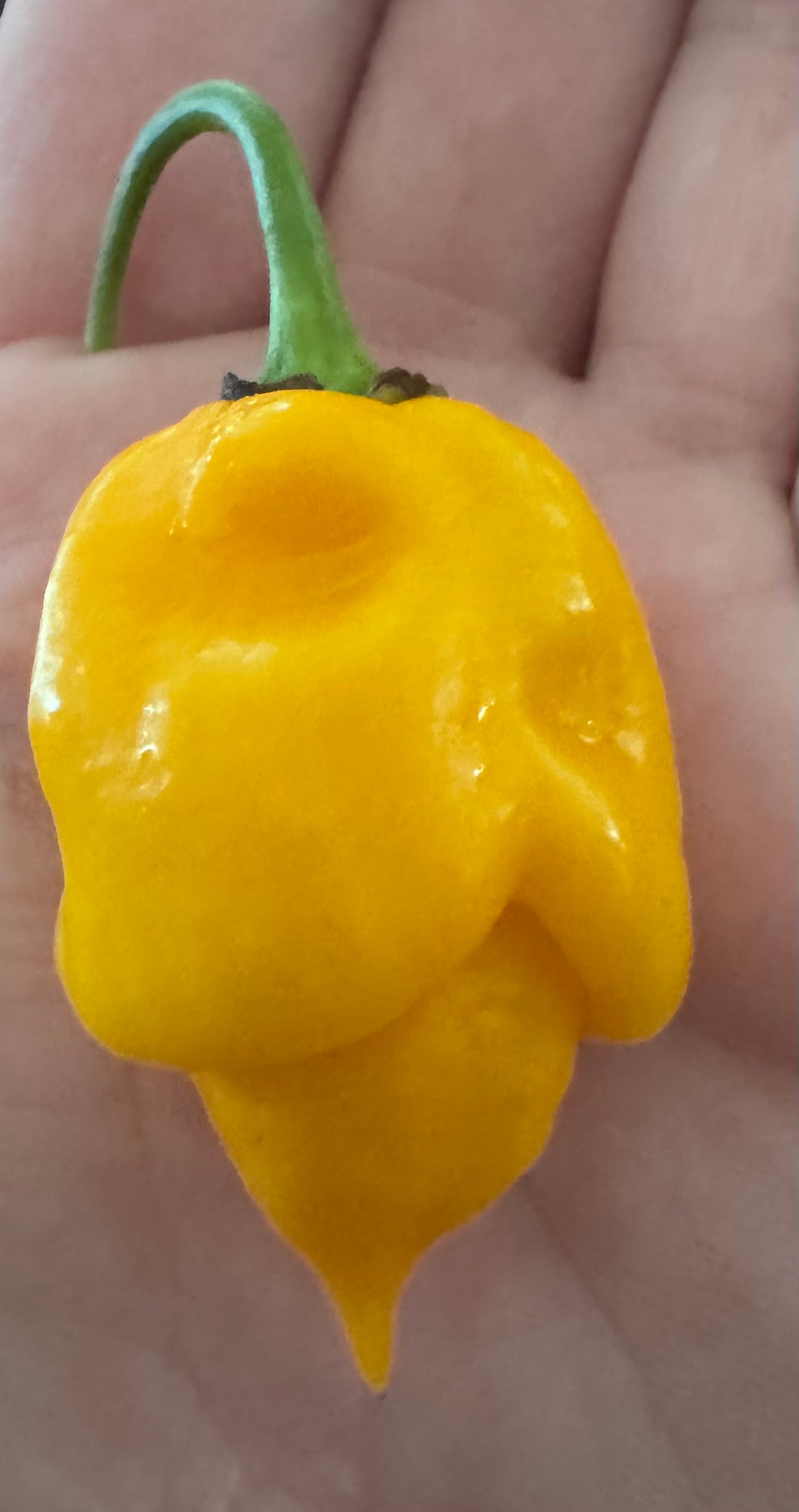 Yellow 7 pot Bubblegum