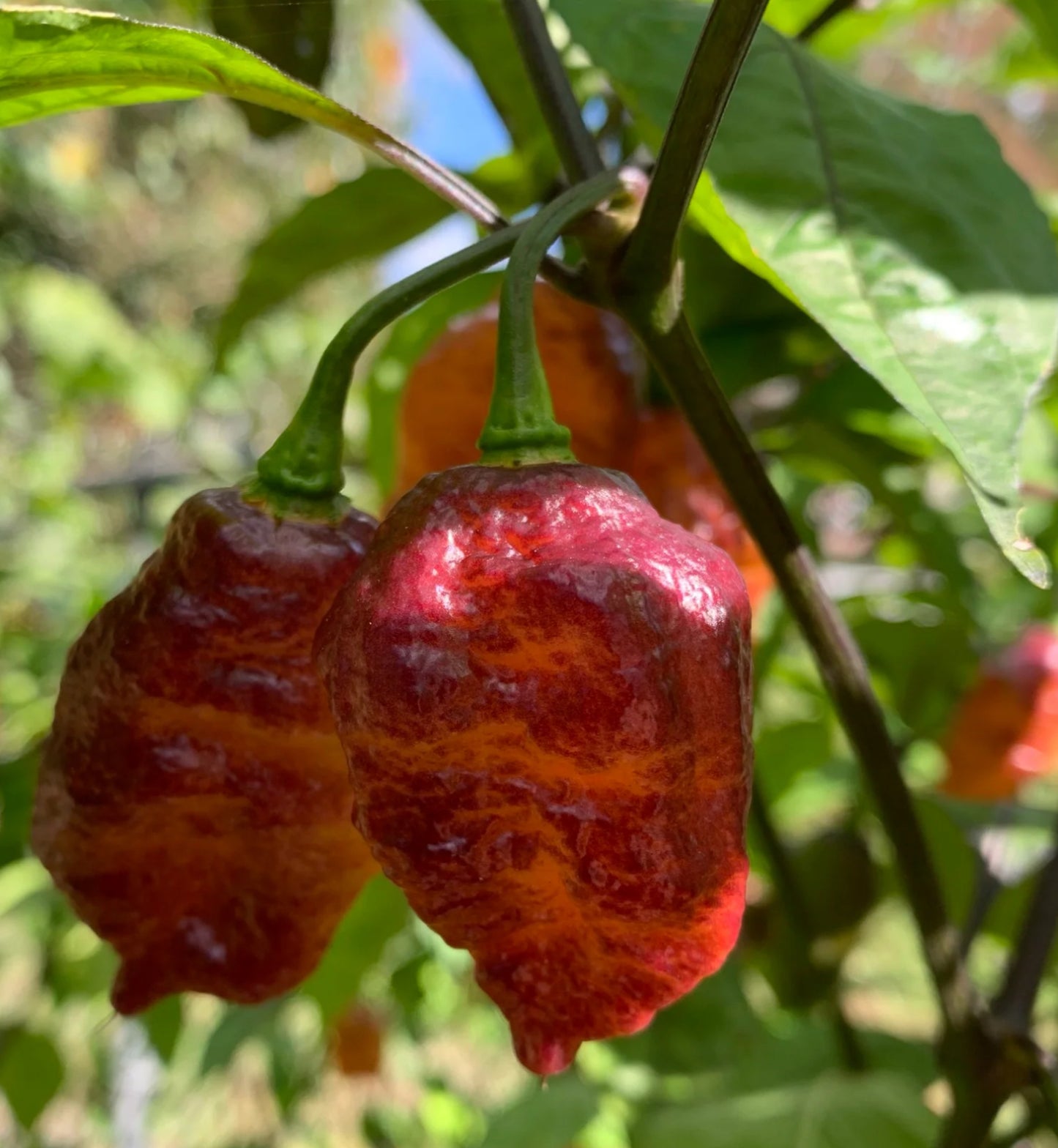 Pink Tiger x Peach Bhut