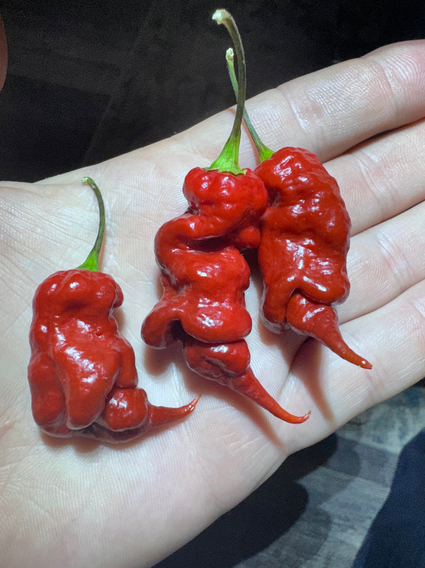 Trinidad Scorpion Brown Viper