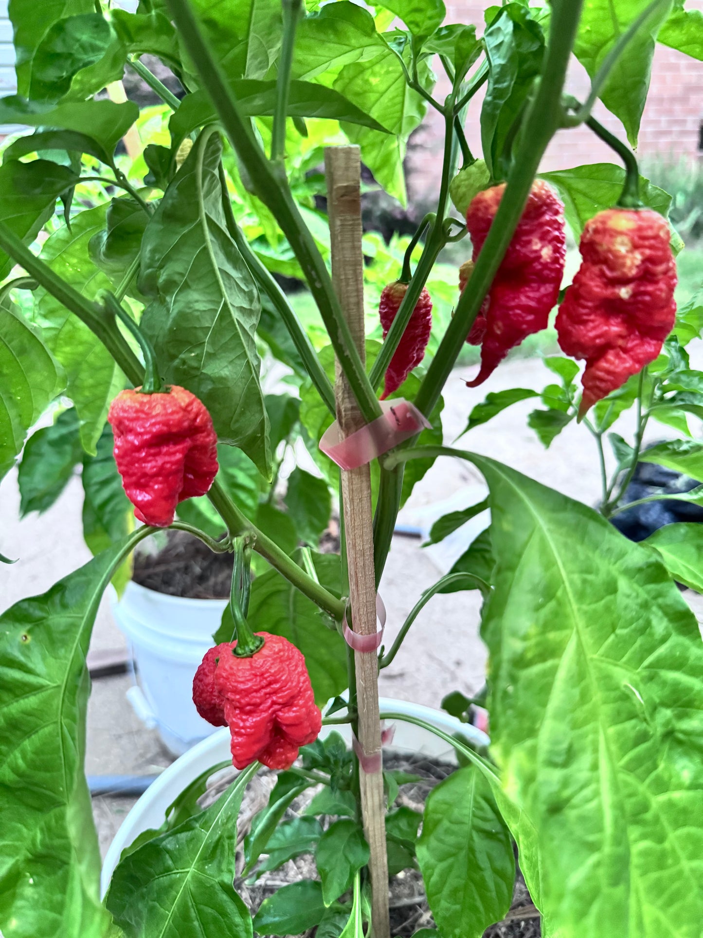 Death Spiral Primotalii