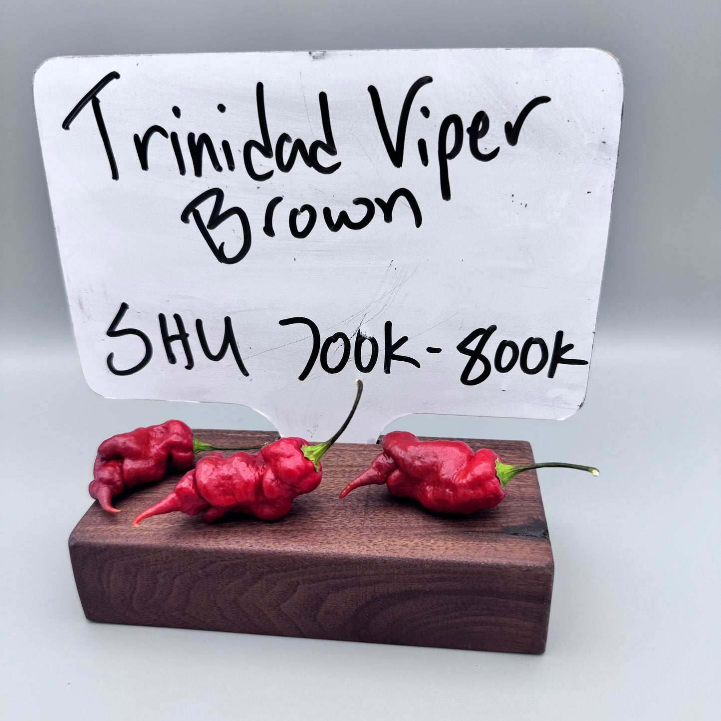 Trinidad Scorpion Brown Viper