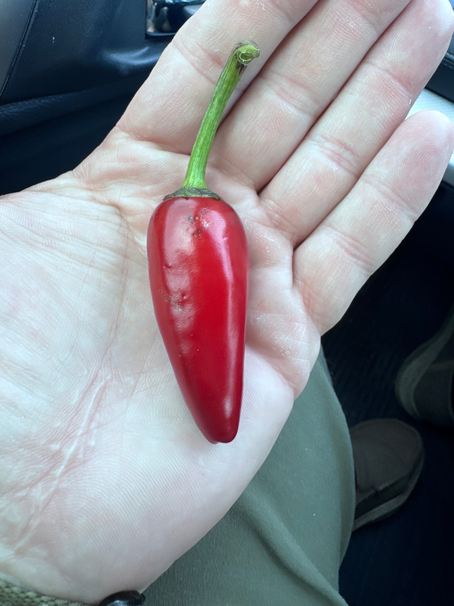 Purple Jalapeño