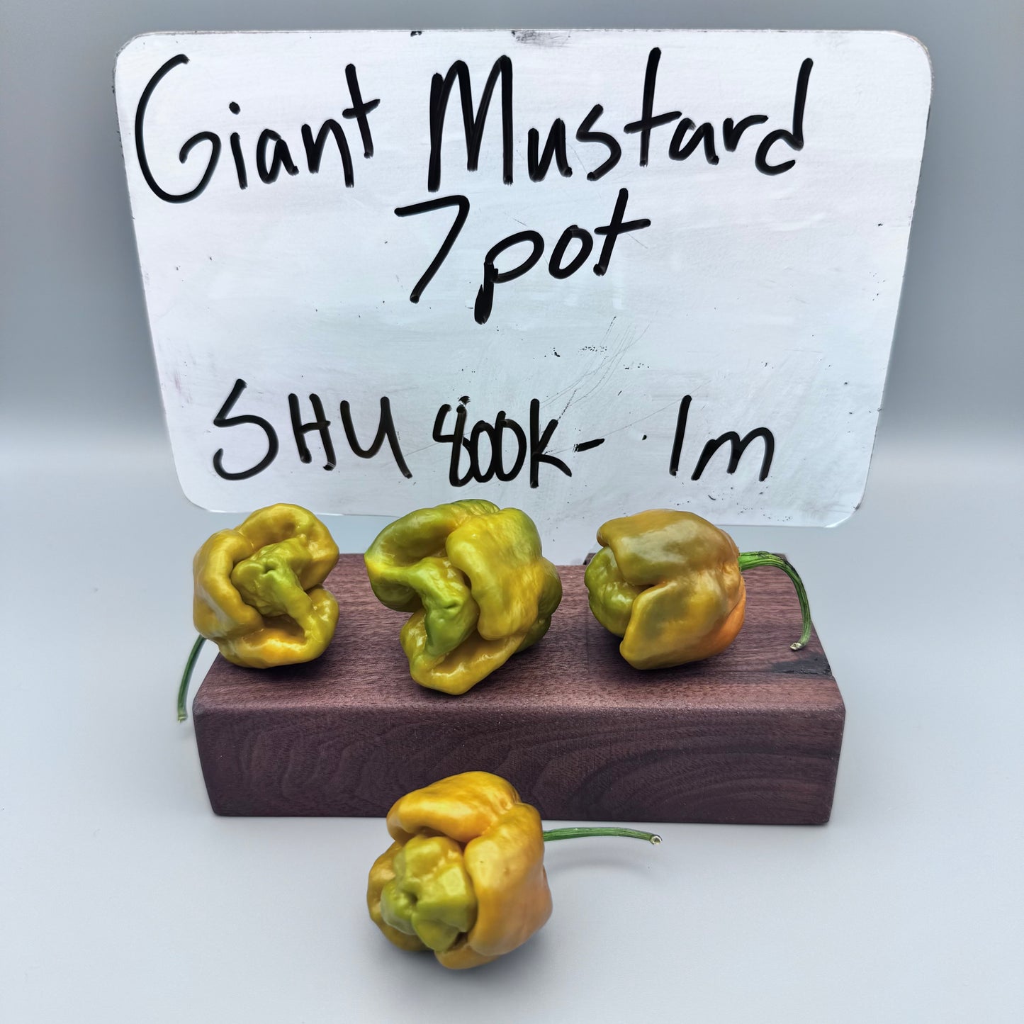Giant Mustard 7 pot