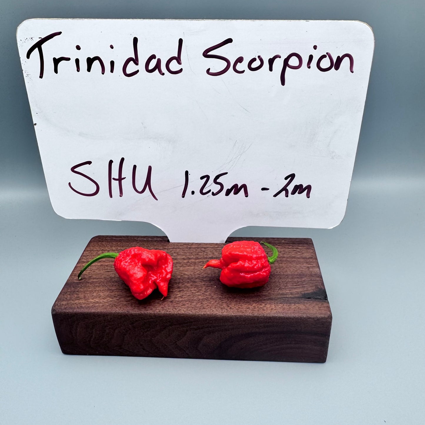 Trinidad scorpion