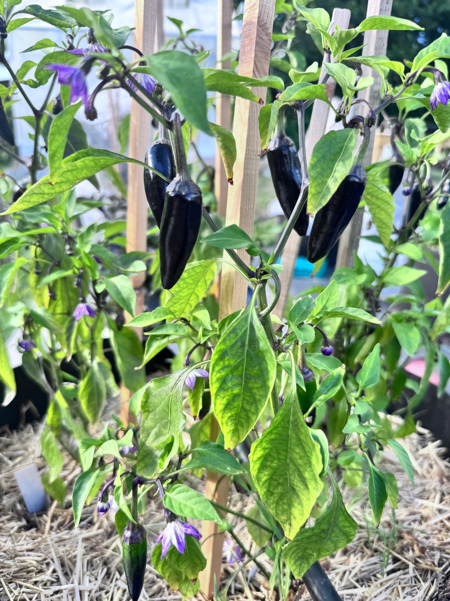 Purple Jalapeño