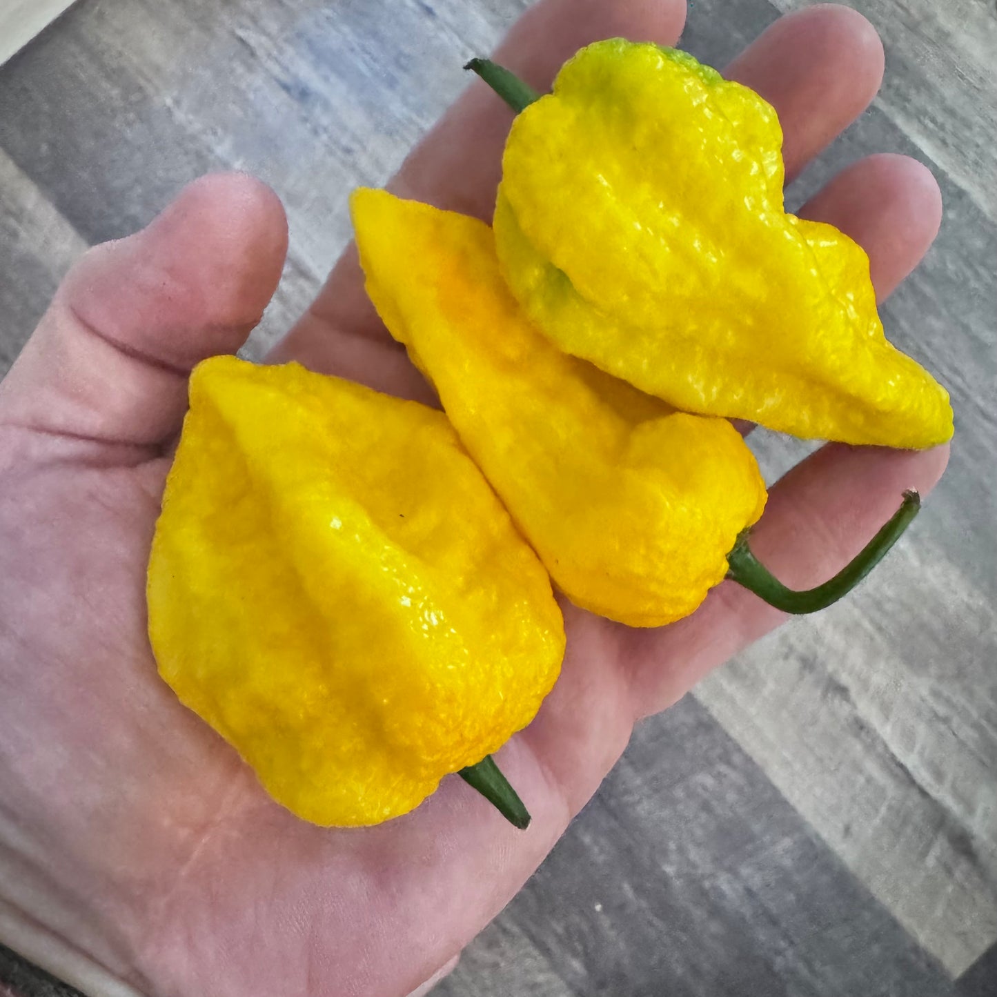 Big Yellow Mama