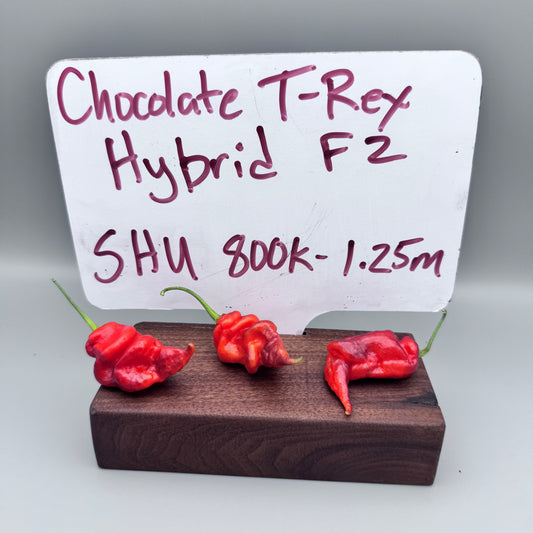 Chocolate T-Rex hybrid F2