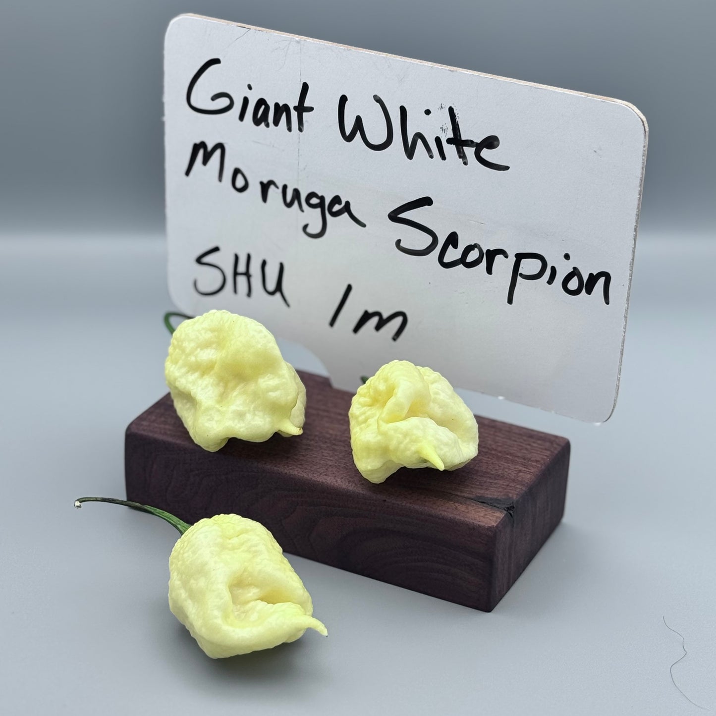 Giant White Moruga Scorpion