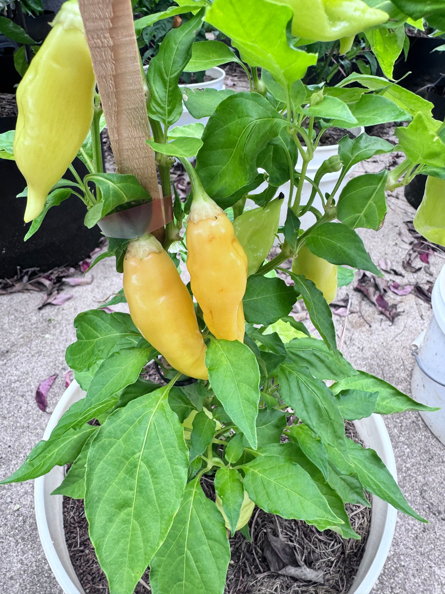 Peach Sugar Rush Suave