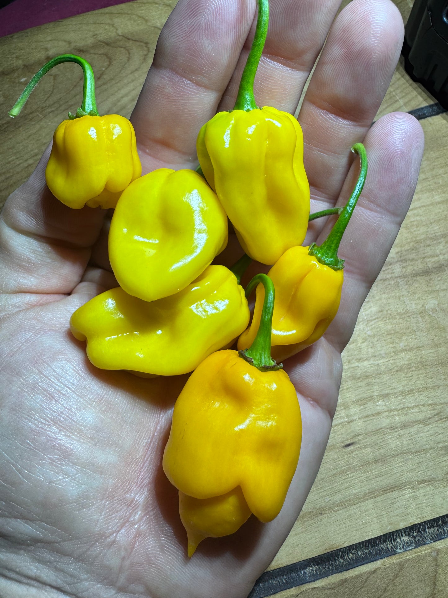 Yellow 7 pot Bubblegum
