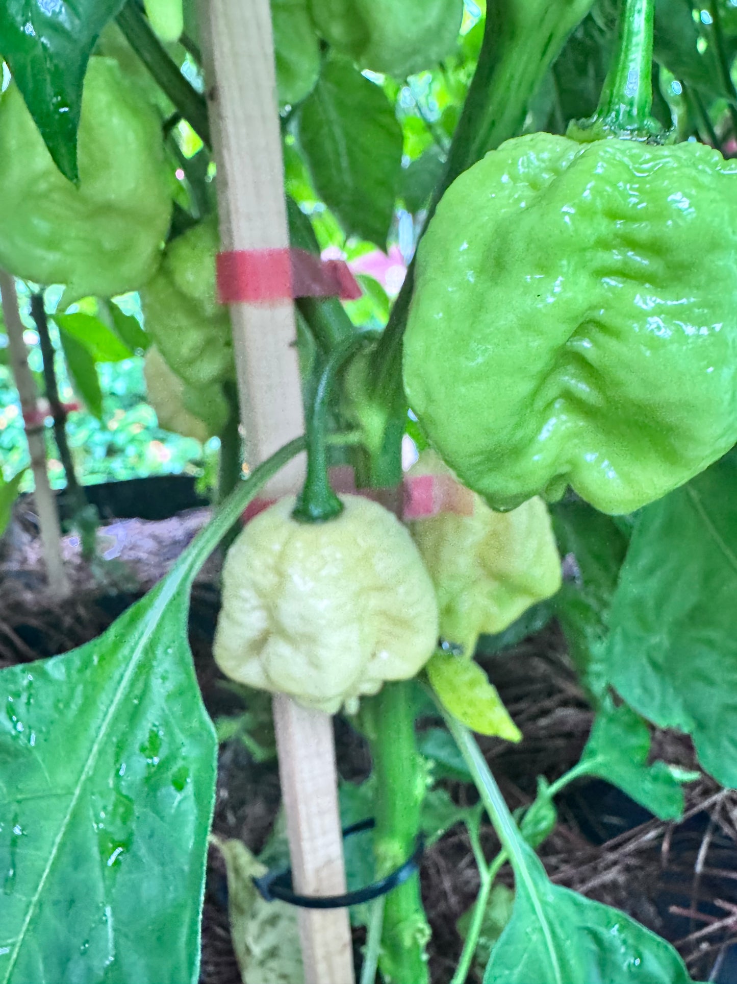 Giant White Moruga Scorpion