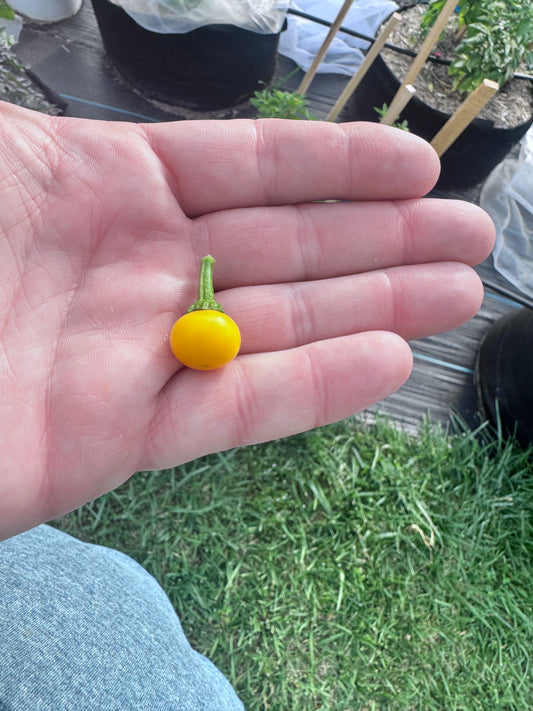 Aji Yellow Charapita XL