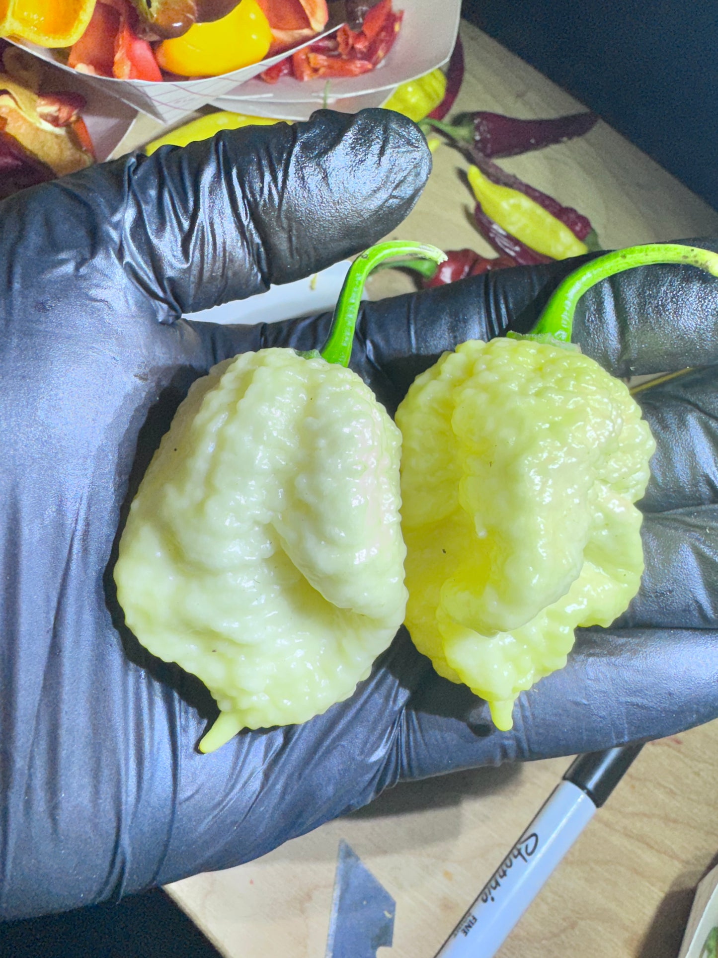 Giant White Moruga Scorpion