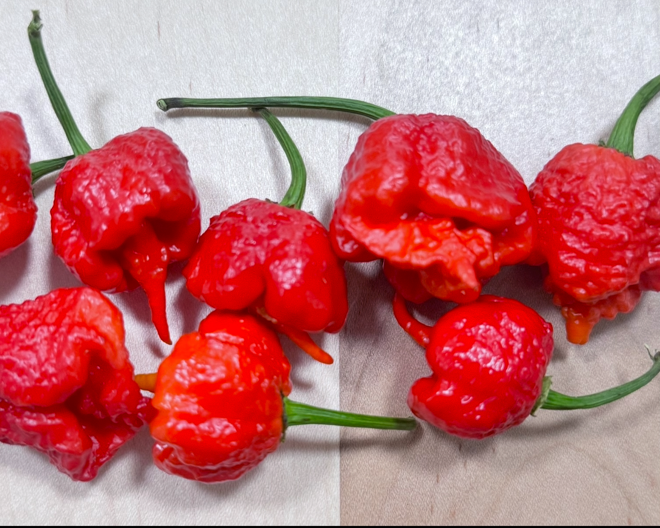 Carolina Reaper