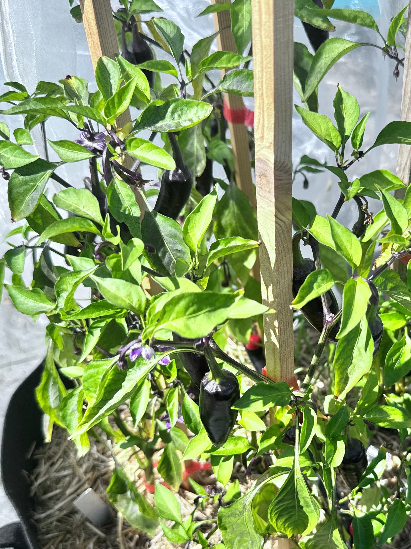 Purple Jalapeño