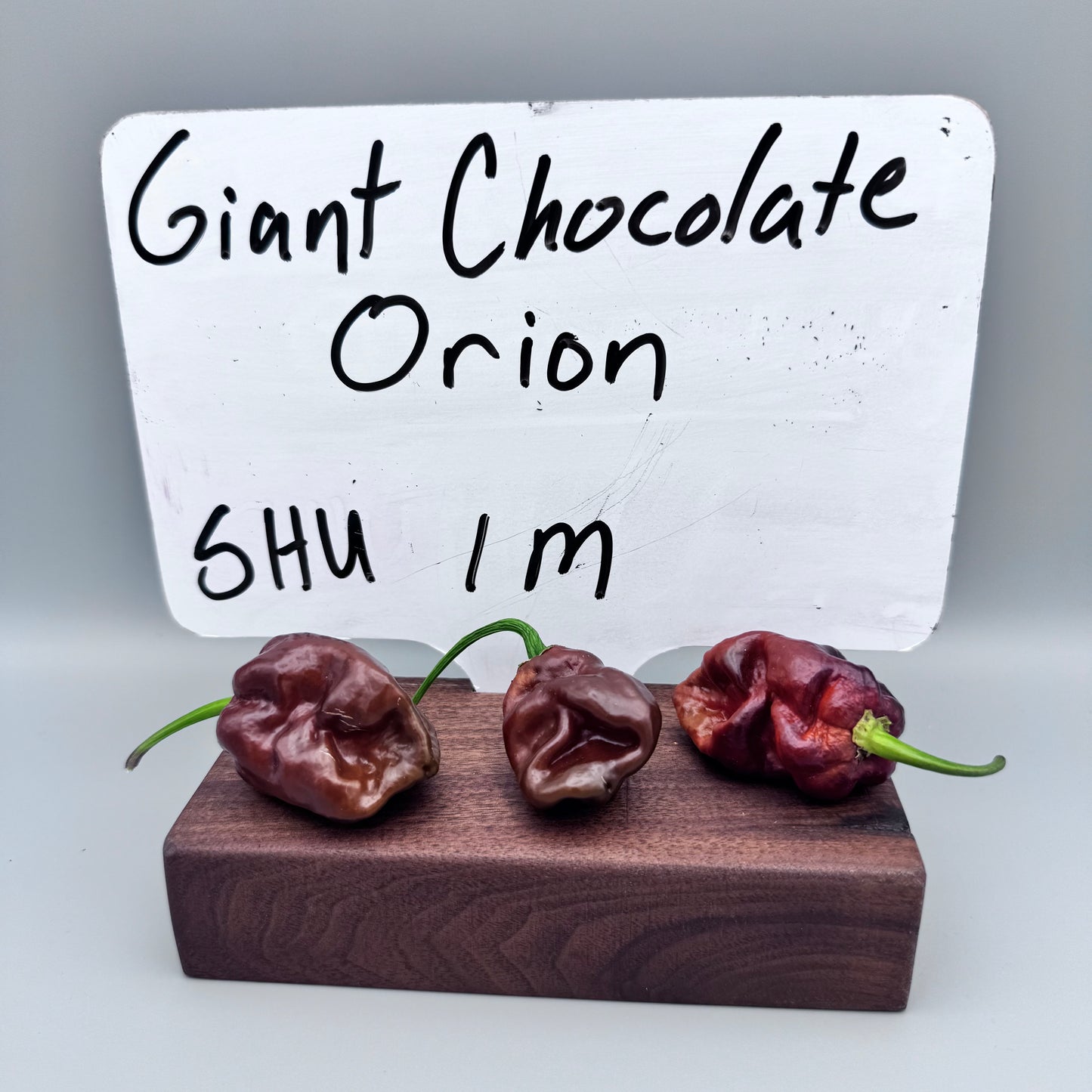 Giant Chocolate Orion F2