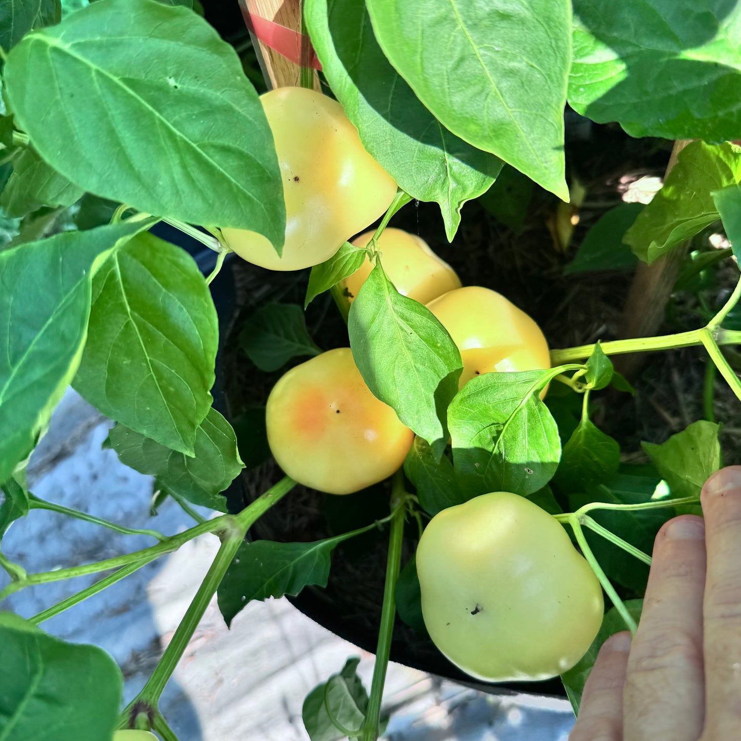 Alma Paprika