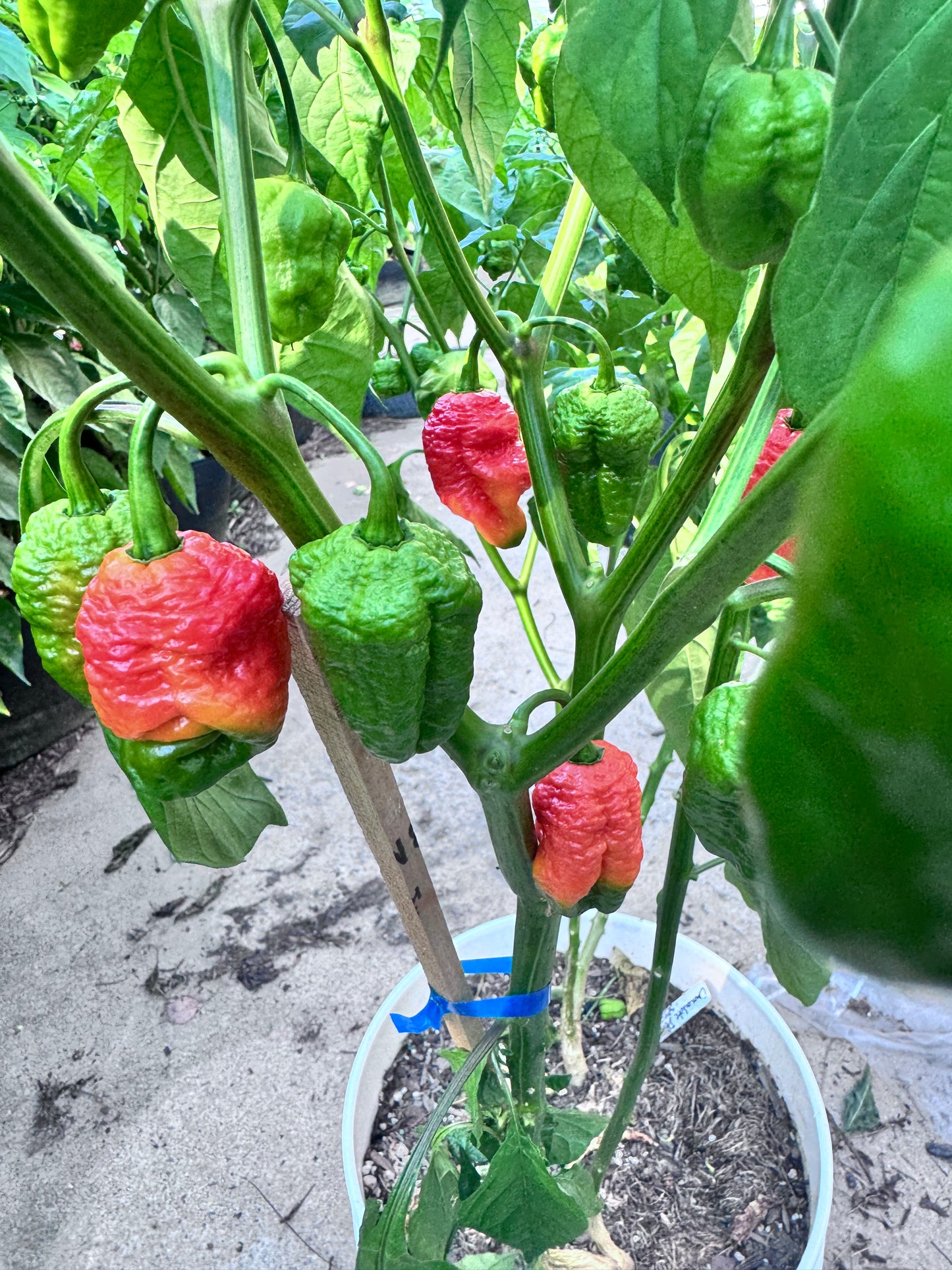 Death Spiral Primotalii