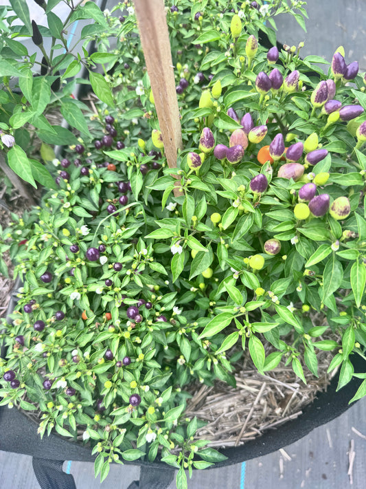Hot Pop Purple