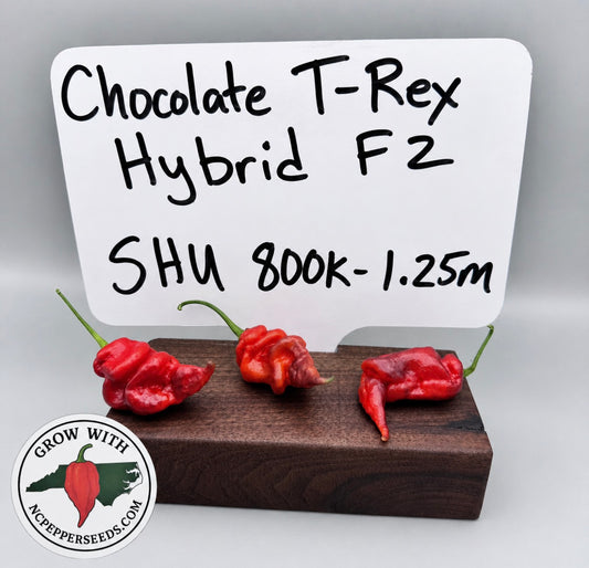 Chocolate T-Rex hybrid F2