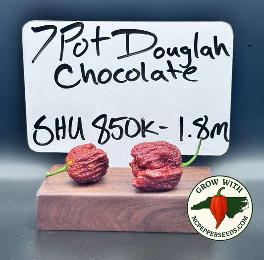 7 Pot Douglah Chocolate #3