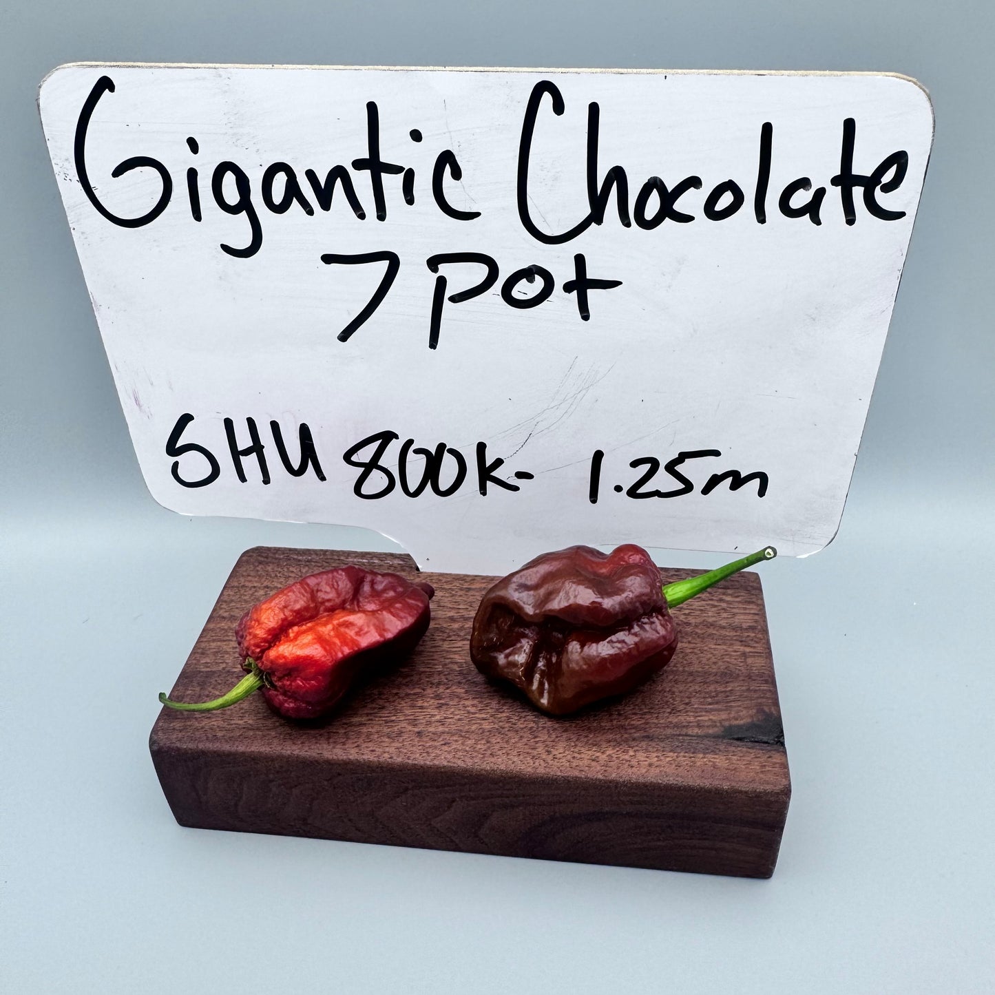 Gigantic Chocolate 7 pot