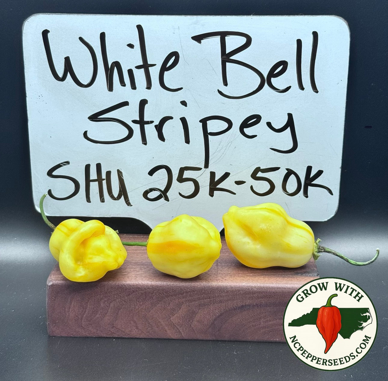 White Bell Stripey