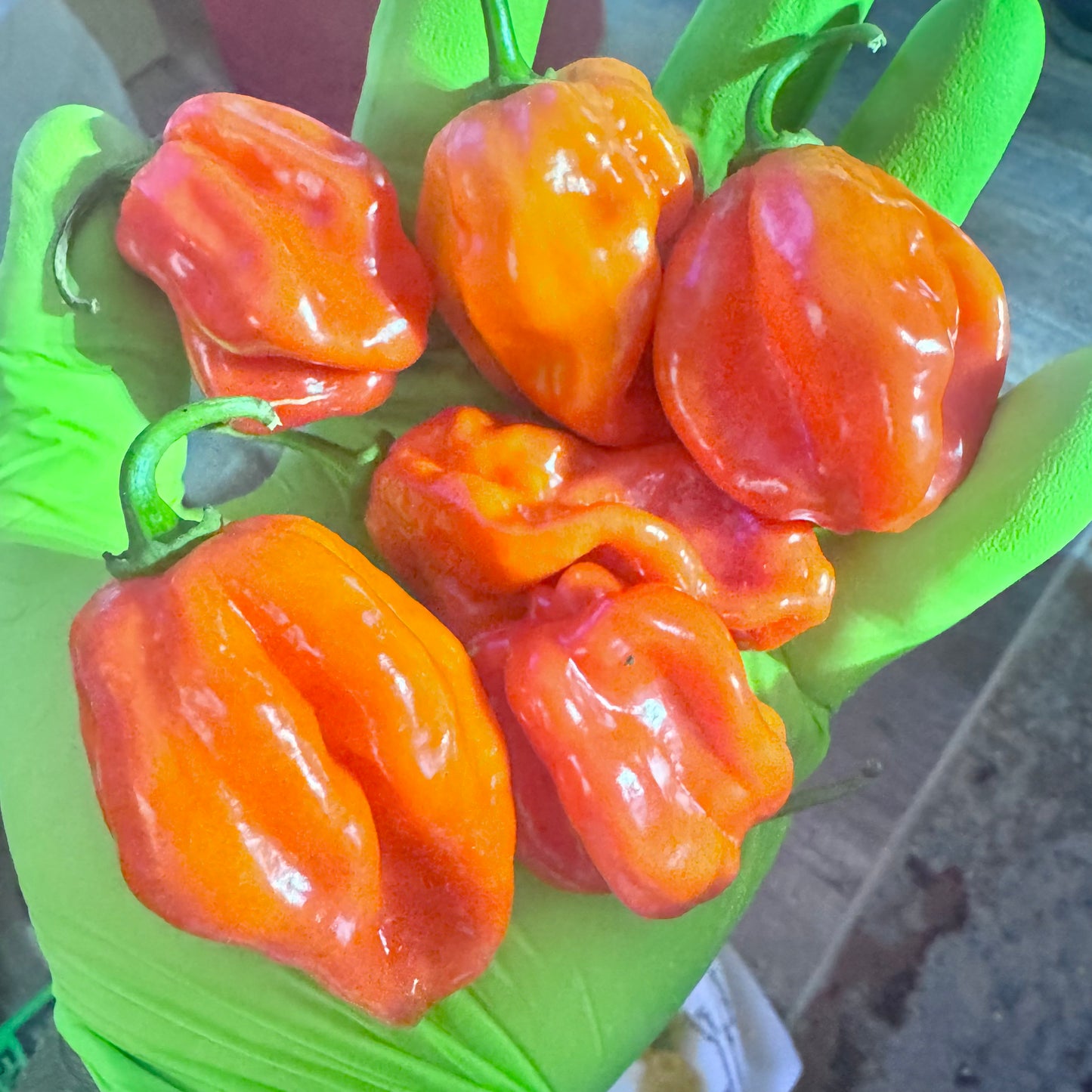 Red Savina