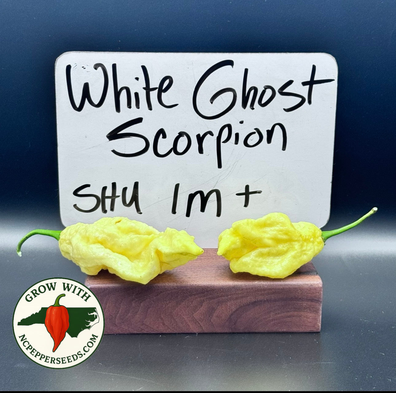 White Ghost Scorpion