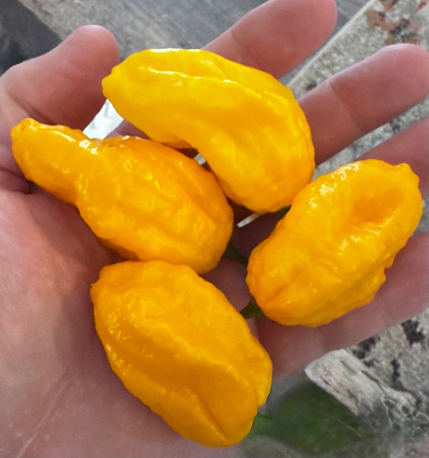 Lemon Nova