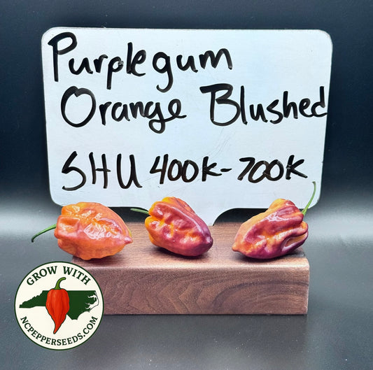 Purple Orangegum Blushed